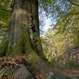 Autumn in the High Fens